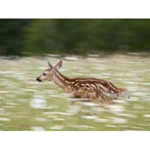 Captive Whitetail Deer Fawn Running Through a Field of Wildflowers 