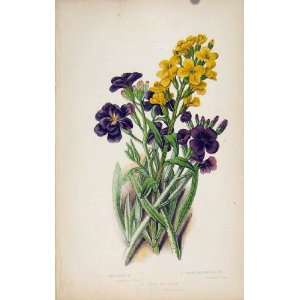  Flowering Plants Wallflower Hoary Shrubbt Stock Print 