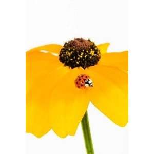  Ladybug on Black eyed Susan   Peel and Stick Wall Decal by 