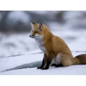  Red Fox, Vulpes Vulpes, Churchill, Manitoba, Canada 