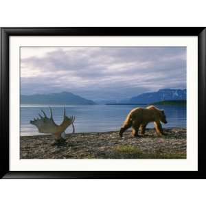  A Grizzly Ambles Past the Weathered Antlers of a Moose on 