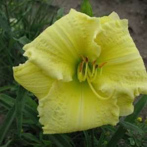 5 Fans of Brocaded Gown Daylilies Patio, Lawn & Garden