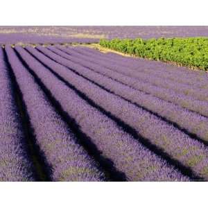  of Lavender (Lavendula Sp) Bordered by Grapevines (Vitis Vinifera 
