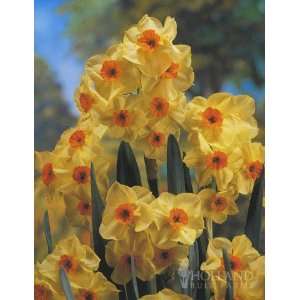  Scarlet Gem Tazette Daffodil   5 bulbs Patio, Lawn 