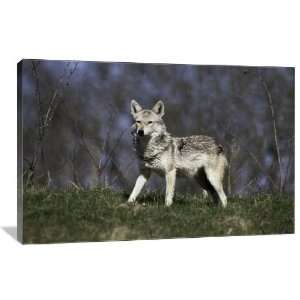 Golden Jackal   Gallery Wrapped Canvas   Museum Quality  Size 36 x 