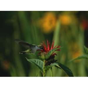  A Hummingbird at a Flower in Rock Creek Park National 