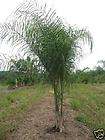Queen Palm Tree   Syagrus Romanzoffiana   50 fresh seeds  