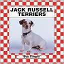 Jack Russell Terriers Bob Temple