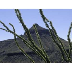  Ocotilla Branches Covered in Green Leaves in Front of a 