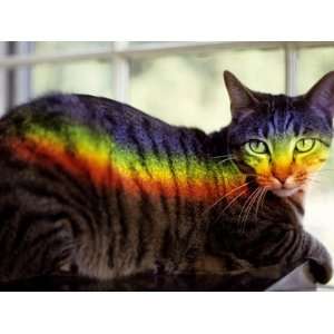 Window Prism Projects on a Relaxed Tabby Cat Like a Private Rainbow 