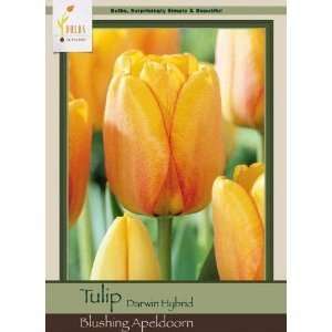  Blushing Apeldoorn   Pack of 25 Tulip Bulbs Patio, Lawn 