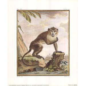  Mandrill   Poster by Georges Louis Leclerc, Comte de 