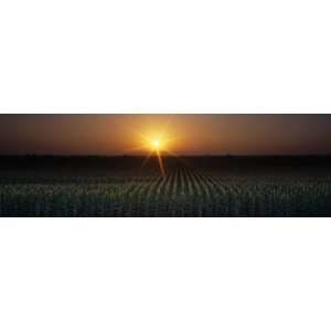  Sunrise, Crops, Farm, Sacramento, California, USA 