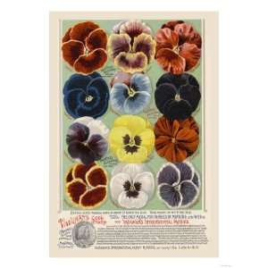  Vaughans Seed Store, Pansies Giclee Poster Print, 24x32 