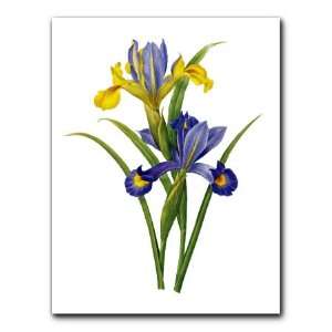  Iris Xiphium Variete   Gift Enclosure Cards (set of 12 