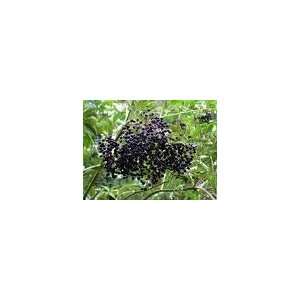  2 Elderberry Shrubs Patio, Lawn & Garden