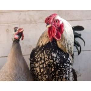  Rooster and Guinea Fowl, Limited Edition Photograph 