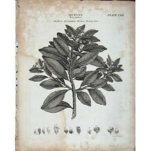   Britannica Botany Wintera Aromatica Plant