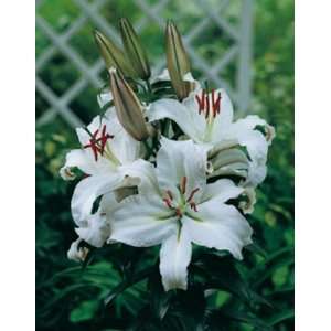  Siberia Lily Bulbs 25 Pk Patio, Lawn & Garden