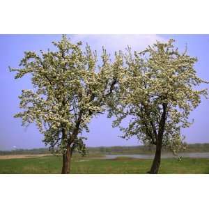  Two Flowering Trees Landscape Photograph