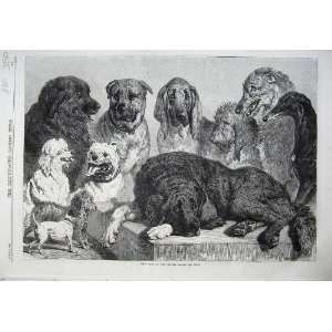  1870 Fine Art Prize Dogs Crystal Palace Show Pets Print 
