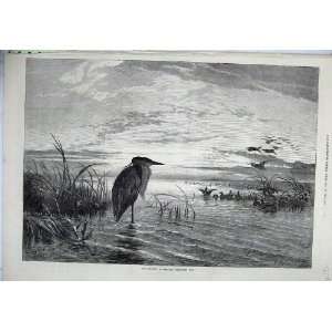   1871 Fine Art Goddard Bird Water Flying Ducks Rashes