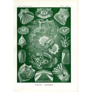  Ernst Haeckel 1904   Teleostei   Artforms of Nature 