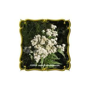  Boneset (Eupatorium perfoliatum) Jumbo Wildflower Seed 