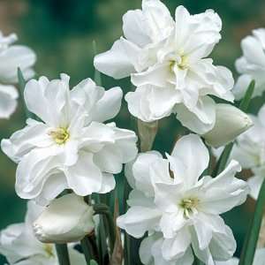  Double Daffodil Bulbs Poets Patio, Lawn & Garden