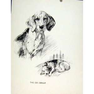   Pet Dog Animal Sketch Fine Art Drawing C1936