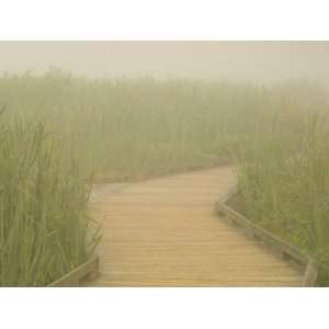 Wooden Boardwalk through Huntley Meadows, Fairfax, Virginia, USA 