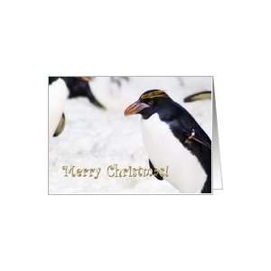  merry Christmas, Rockhopper Penguin   humor Card Health 