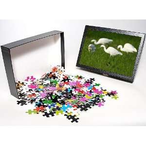   Egrets   Searching for food from Ardea Wildlife Pets Toys & Games