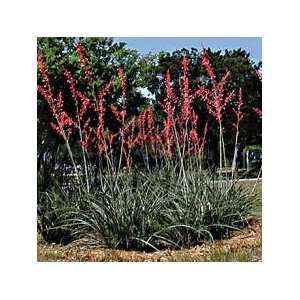  Red Yucca Seed Pack Patio, Lawn & Garden