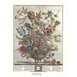 Twelve Months of Flowers, 1730/February   Poster by Robert Furber 
