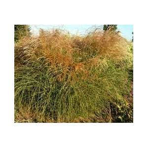  Miscanthus s. Graziella   Maiden Grass Patio, Lawn 