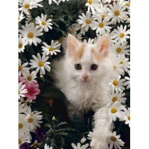  Domestic Cat, Turkish Van Kitten Among White Dasies with 