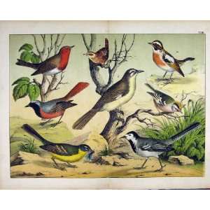   Nature Print 1878 Wild Birds Robin Finch Print