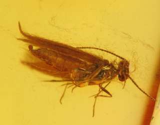 Nice CADDISFLY Inclusion in Genuine BALTIC AMBER  