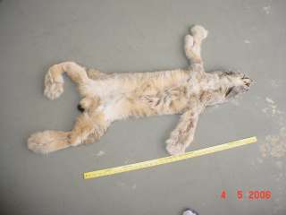 Canadian Lynx pelt tanned wild fur trapped hide/skin  