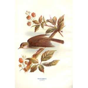  Whitethroat By E Truck Wild Birds Print 1903