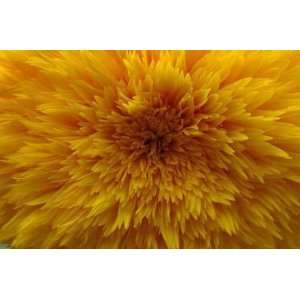  Nahaufnahme Sonnenblume   Peel and Stick Wall Decal by 