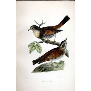 Dusky Thrush Bree H/C 1875 Old Prints Birds Europe