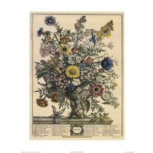  Twelve Months of Flowers, 1730/November by Robert Furber 