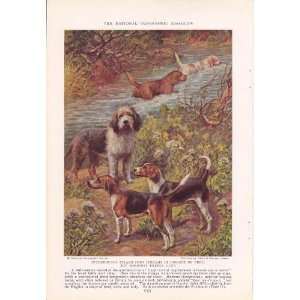   Hunting Dogs Edward Herbert Miner Vintage Dog Print 