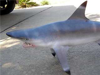 Big Blacktip Reef Shark fish Replica MOUNT   Big teeth 48 inches 