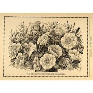  1892 Print Mexican Primrose Flower Oenothera Art Suncup 