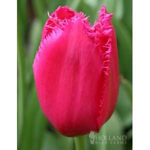  Burgundy Lace Fringed Tulips   12 bulbs Patio, Lawn 