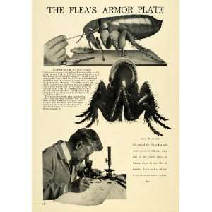  1914 Print Flea Bubonic Plague Ignaz Matausch Scientist 