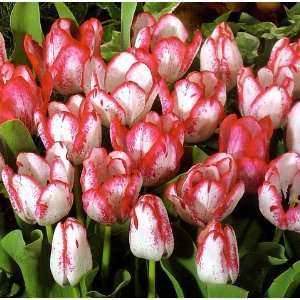  Denise Triumph Tulip 10 Bulbs  New   Creamy White/Red 